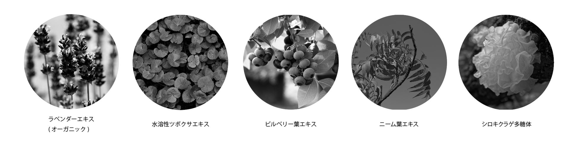 「AINOKI mebuki(アイノキ メブキ)」瞳が美しく映える肌に導くリンクルクリームが新発売のサブ画像9