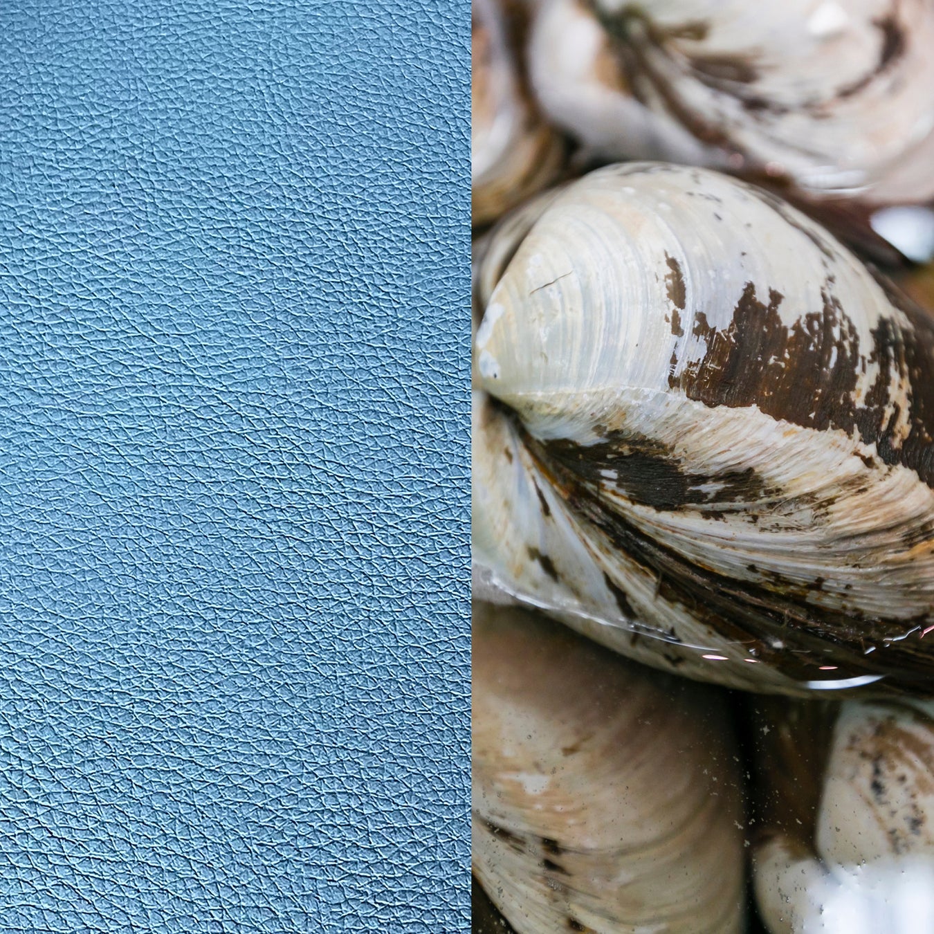 バッグブランド「FUMIKODA」国産バイオマスヴィーガンレザーを使用した新製品を発表のサブ画像4_ホッキ貝の貝殻