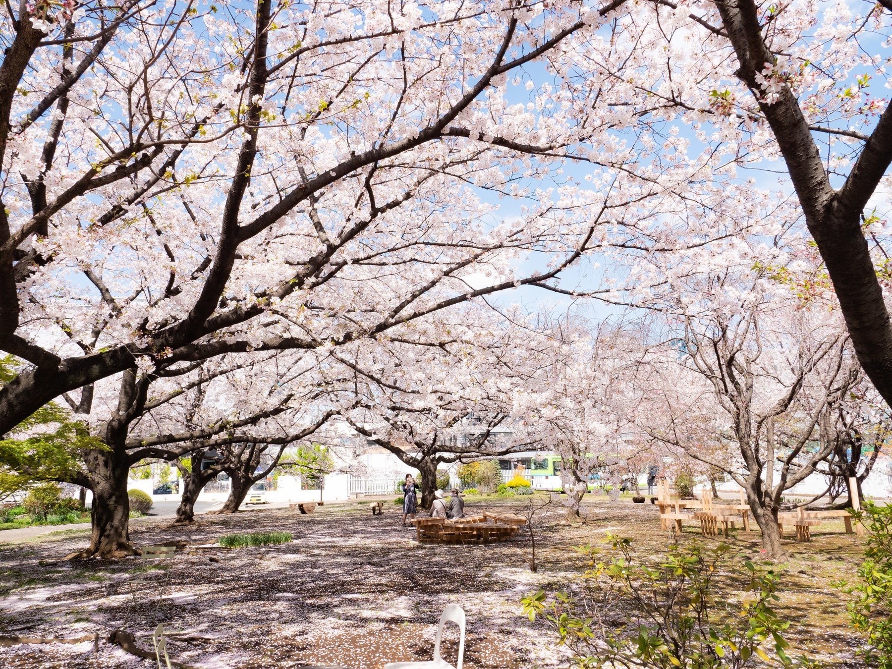 【プラントベースの1110 CAFE / BAKERY】桜色の期間限定商品が登場！／桜の下で、彩り豊かなBEETSを、心地の良いBeatとともにのサブ画像2