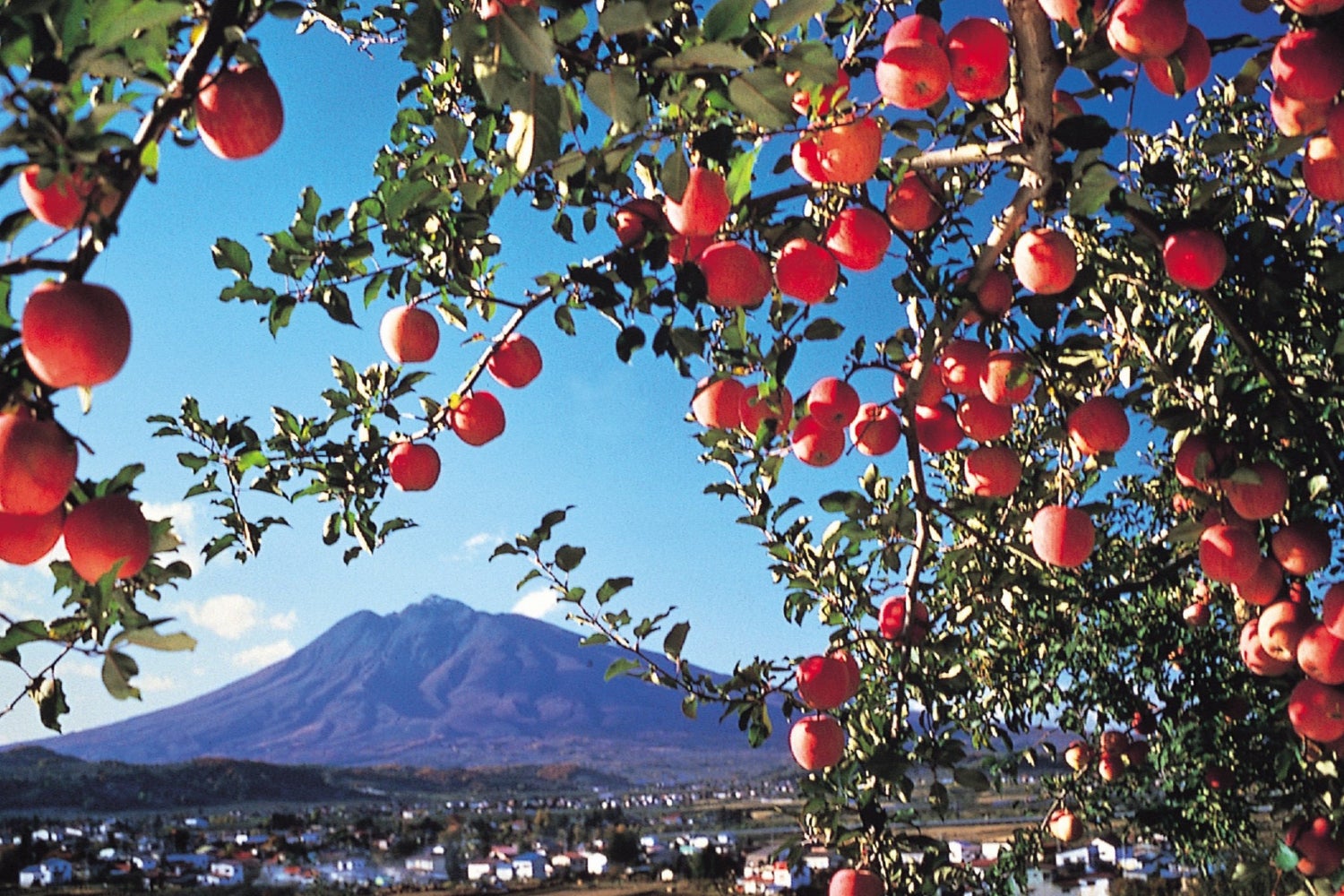 ついに国産！廃棄りんご由来のアップルレザー「aplena（アプレナ）」が、植物由来のレザーアイテムを展開する『LOVST TOKYO（ラヴィストトーキョー）』からデビューのサブ画像3